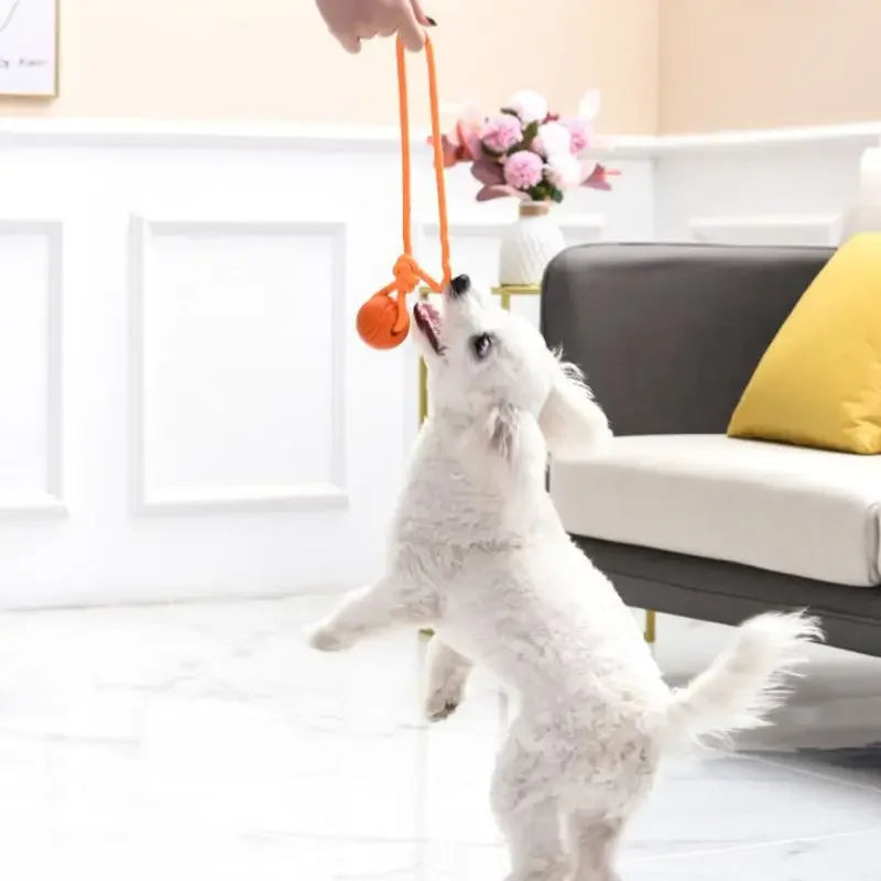 En liten vit hund leker med en orange apportboll som hålls i repet