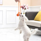 En liten vit hund leker med en orange apportboll som hålls i repet