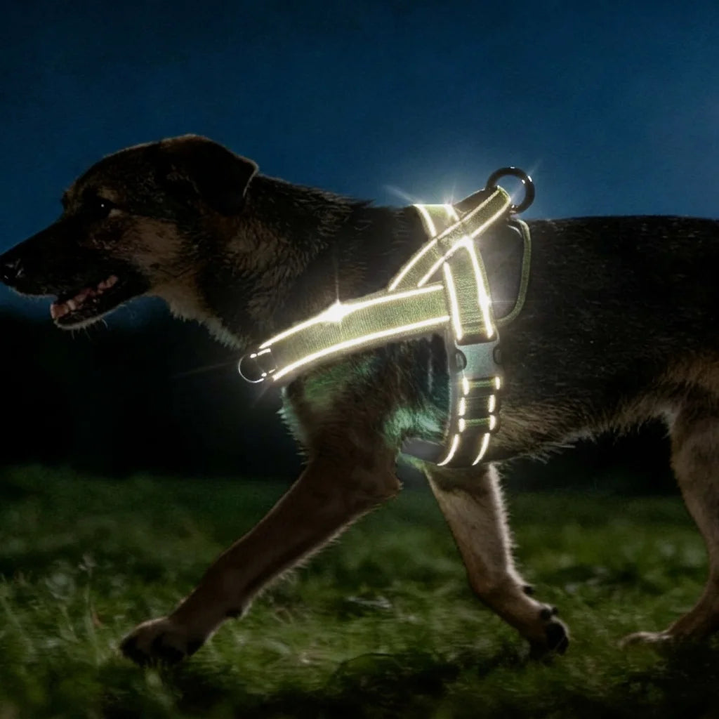 Hundsele med bred bröstrem