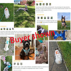 Färgglad vadderad hundsele