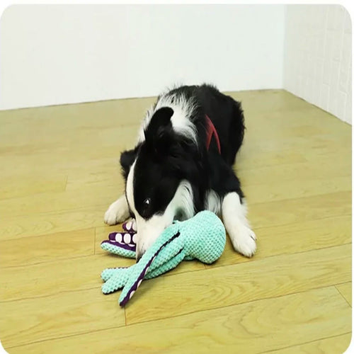 En svartvit hund leker med den ljusblå bläckfiskleksaken på ett golv