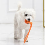En liten vit hund håller en orange apportboll med rep i munnen