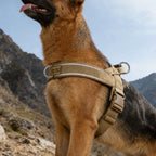 Hundsele med bred bröstrem