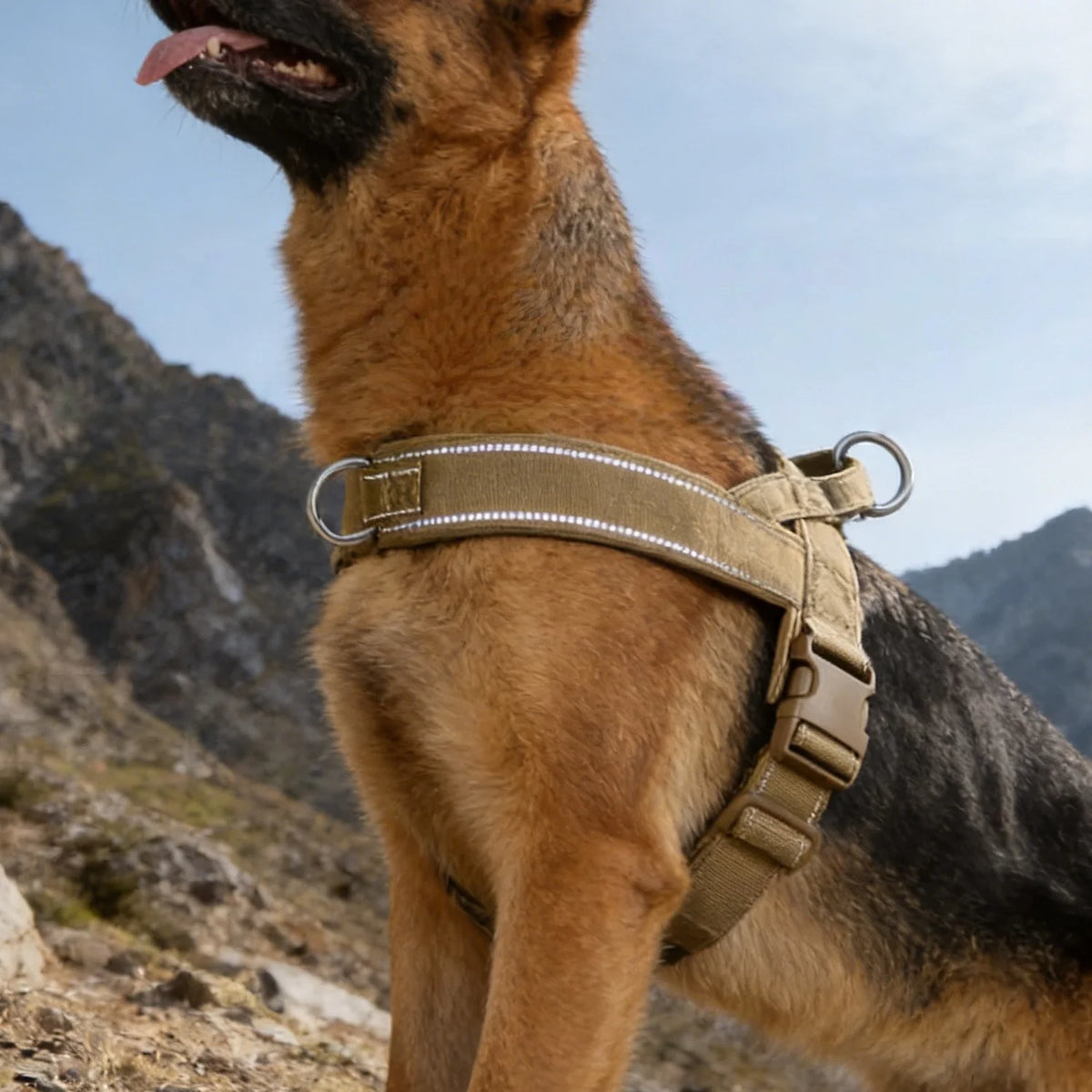 Hundsele med bred bröstrem