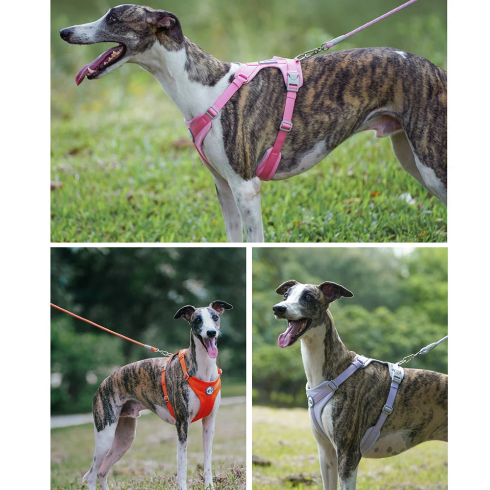 Färgglad vadderad hundsele