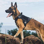Hundsele med handtag och kardborrepaneler