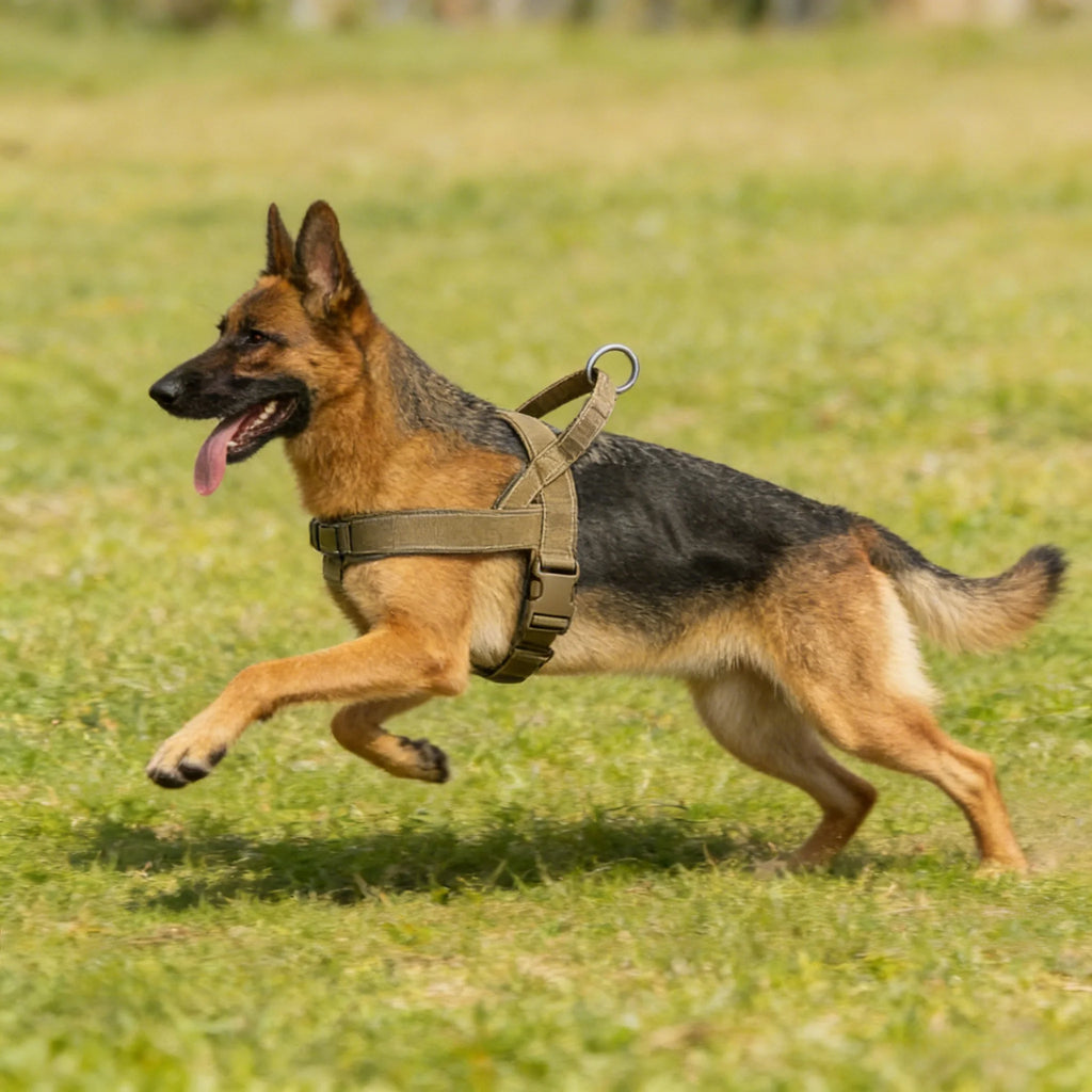 Hundsele med bred bröstrem