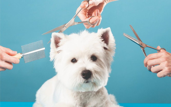 Vit hund med saxar och kam – Hundrikets bild från Bokadirekt